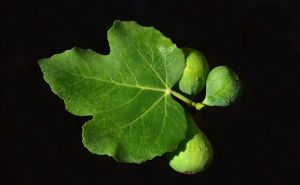 Fig leaf.jpg